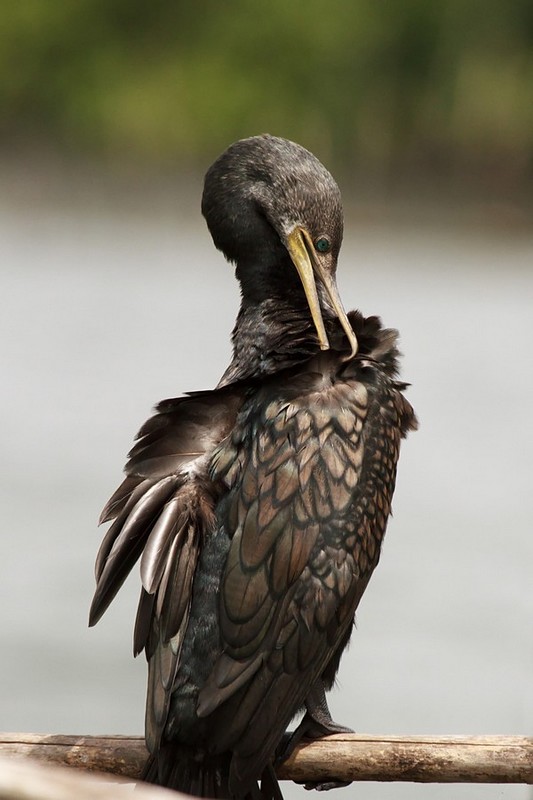 נקיון יסודי