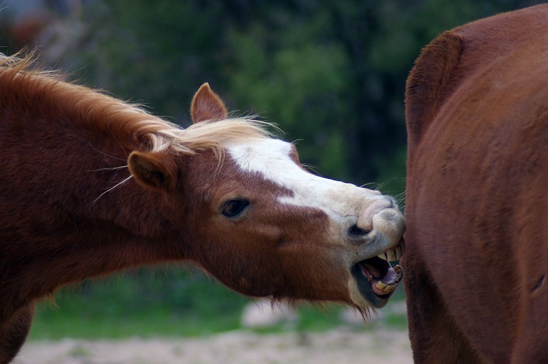 תביא לי ביס