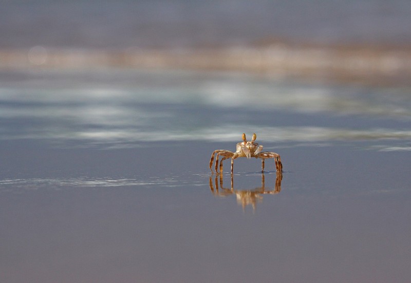 הדוגמן קצת בשוק 
