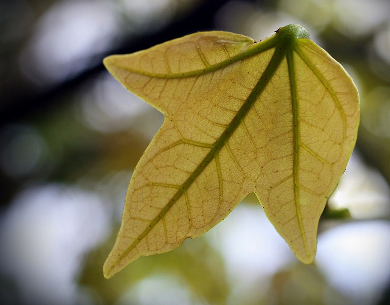 עלה של חורף