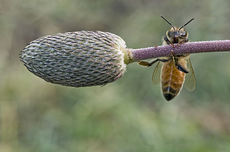 תלויה bee
