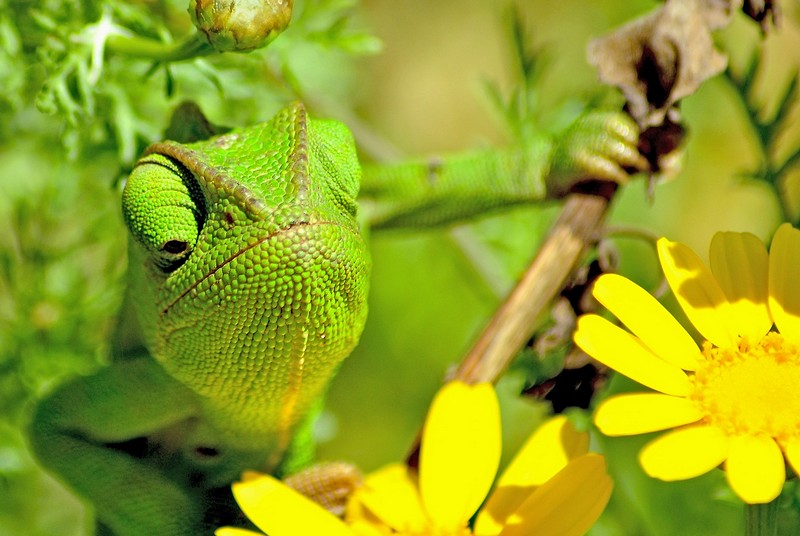 תן נשיקה  :-)