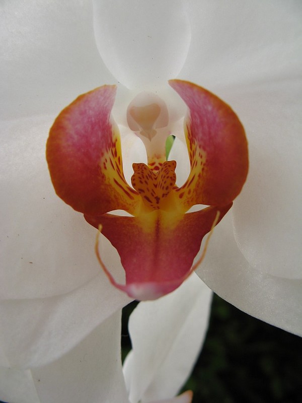 סחלב? חייזר? 105