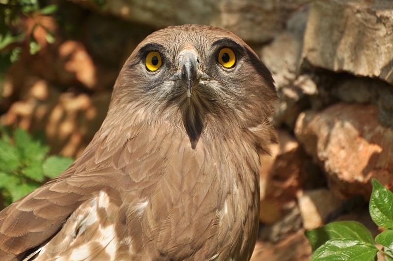 צילום: אושרי פינטו
