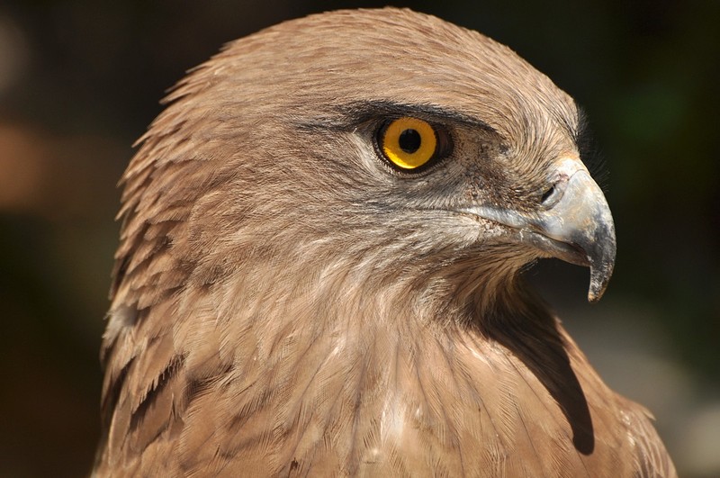 צילום: אושרי פינטו