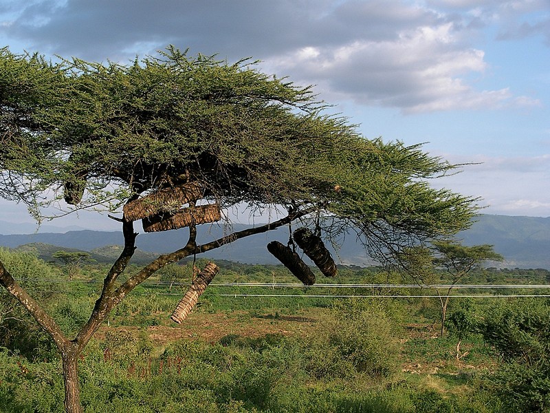 כוורות תלויות