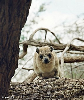 צילום: אסף כלפה