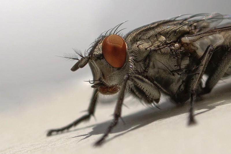 "צילום סטודיו"