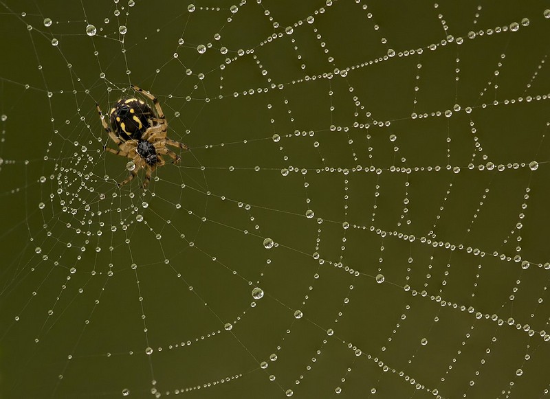 שומר  הפנינים