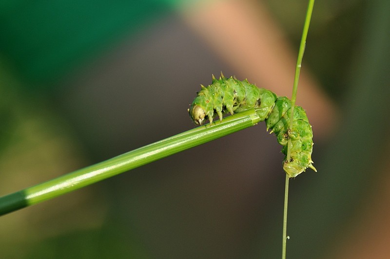 צילום: מאיה קורן