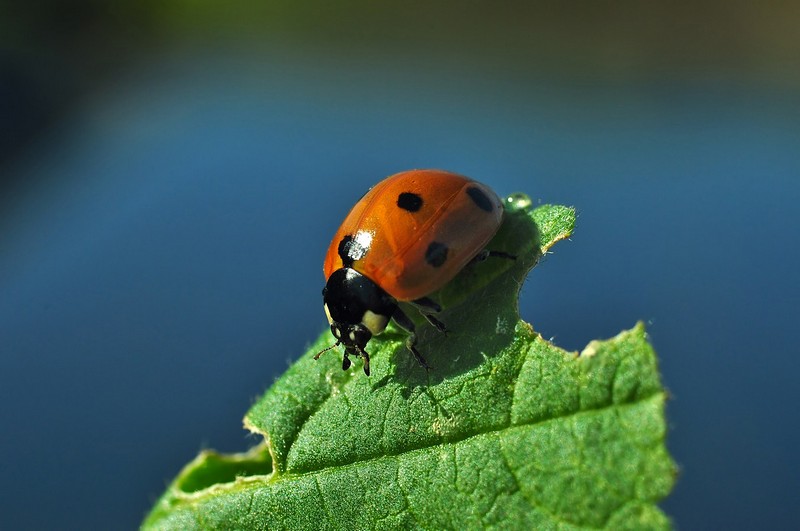 החיפושית שלי אדומה