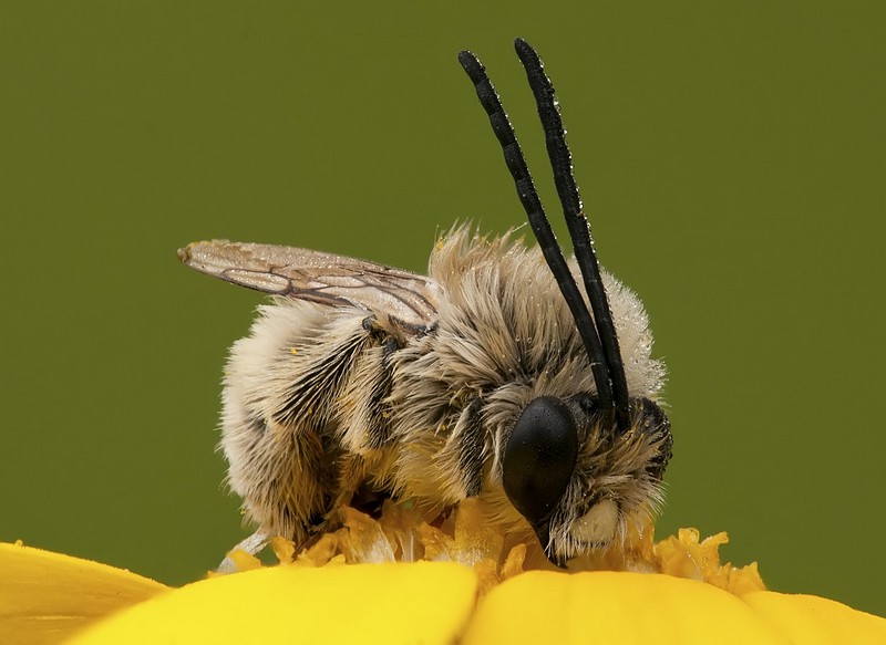 מתפללת  לבוקר