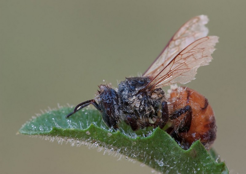 קררררררר לי