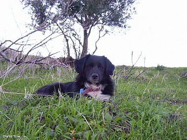 מקס כלב אפטי