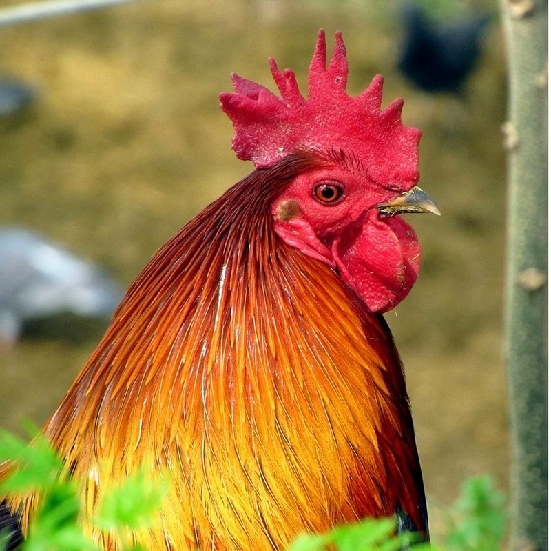 צילום: Amiel Giloni