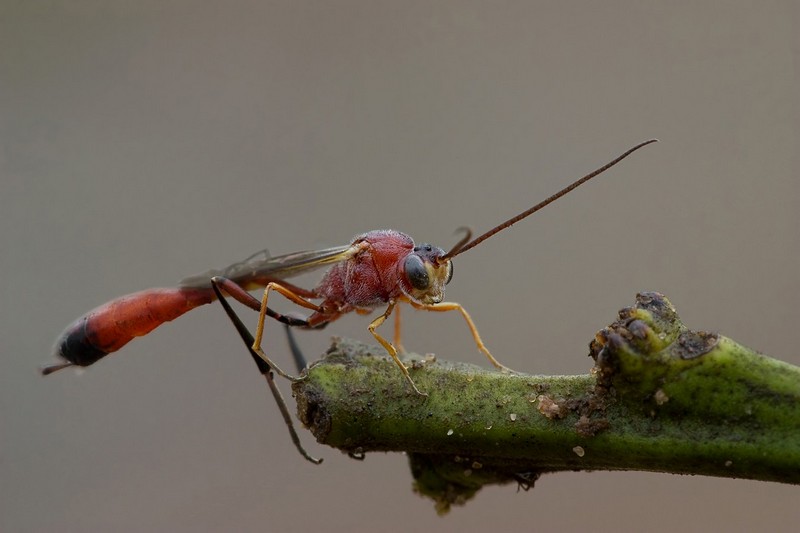 חבר מכוכב אחר