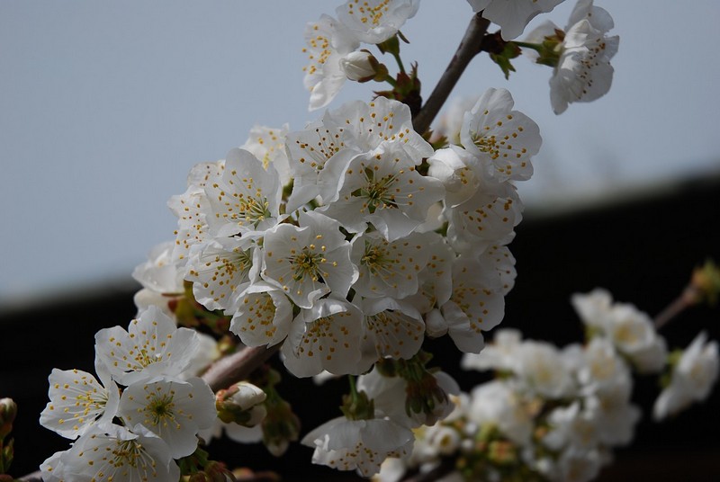 פריחת הדובדבן