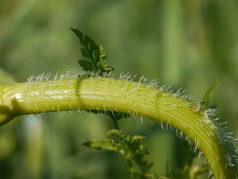 צילום: יוסי קרל