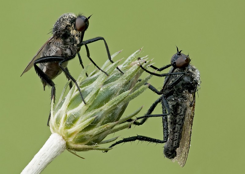 טובים  השניים..