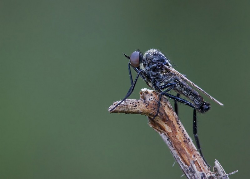 צבעים של בוקר