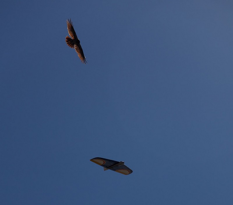 עורב לו בפינה