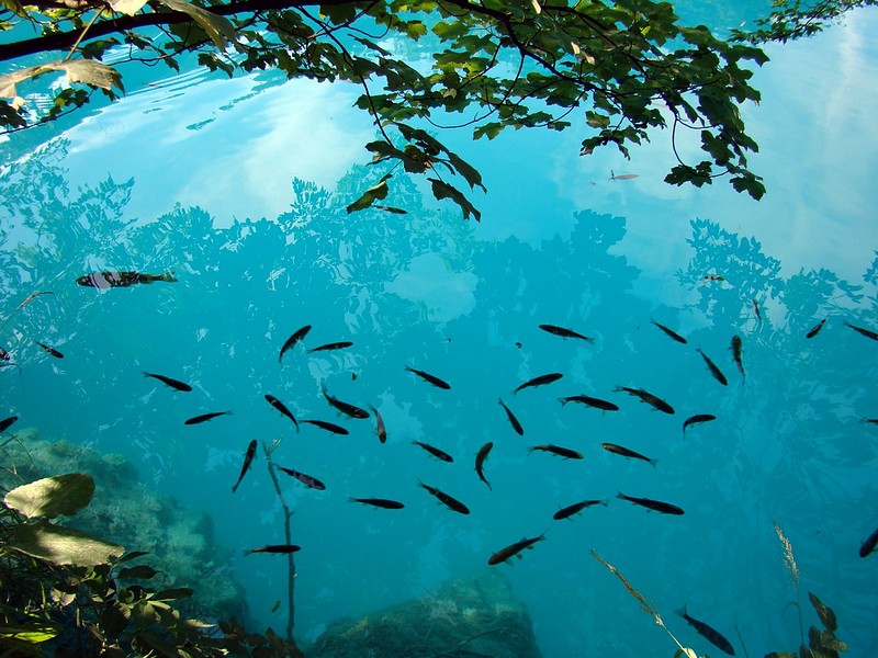 שקיפות והשתקפות