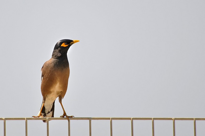 על הגדר נוח