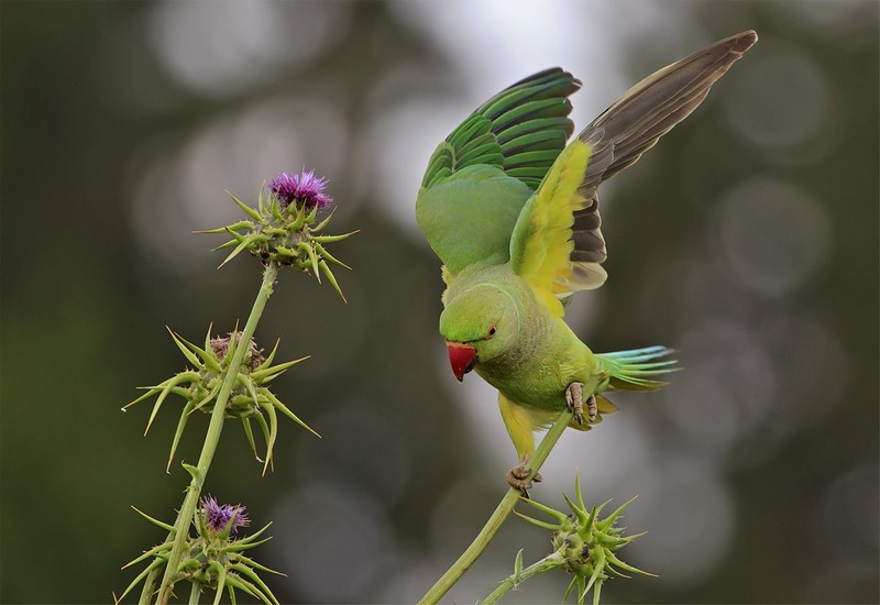 שיווי משקל