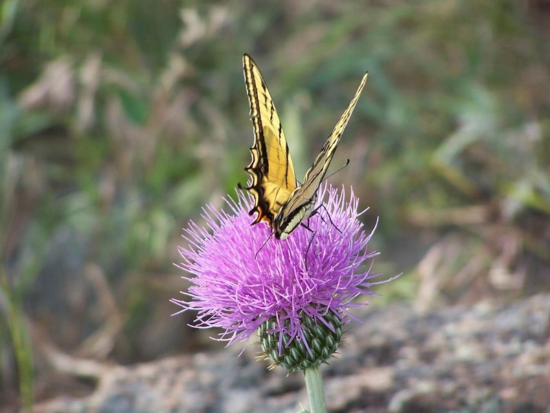 צילום: אריאל גרין