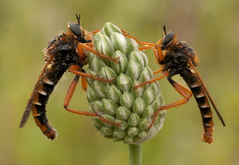 טורפים  בע"מ
