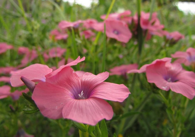 האביב בכל מקום