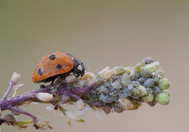 הליכה רטובה