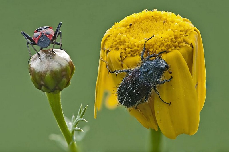 יודע חרק את מקומו