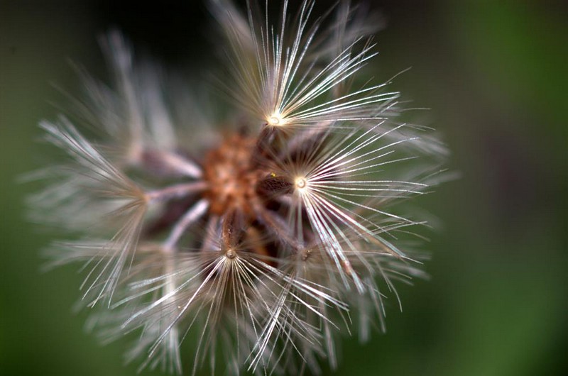 צילום: דוד הגדול מכולם
