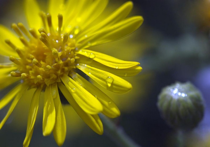 צילום: דוד הגדול מכולם