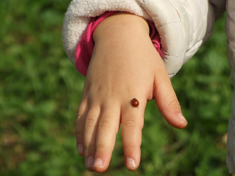 חיפושית לי על היד 