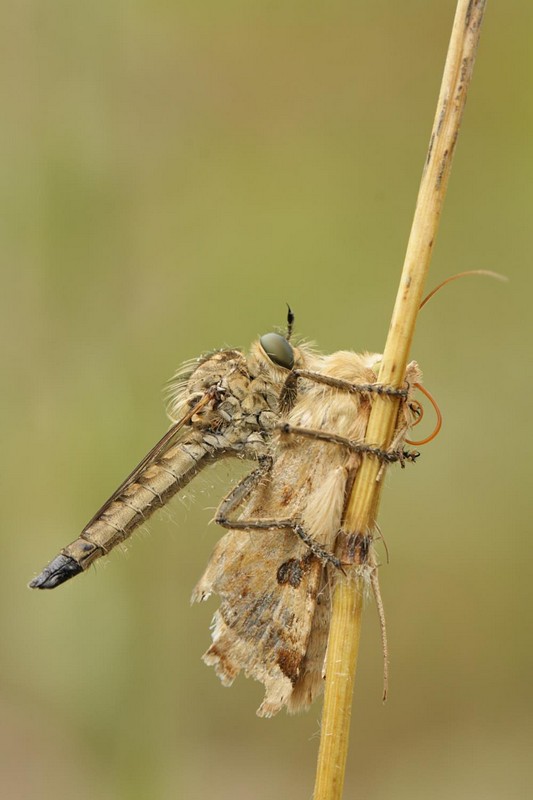 צילום: דנה  עטיה