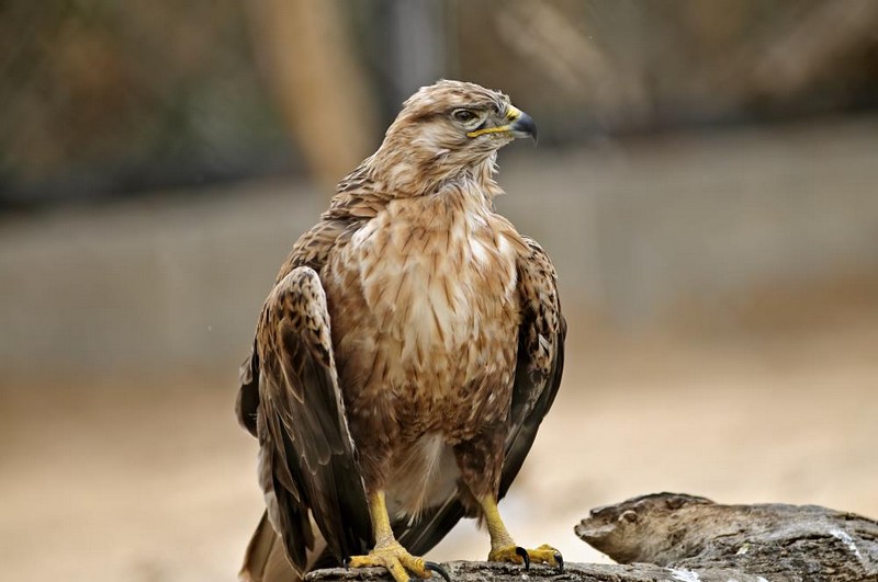 עקב חורף( Buteo buteo)
