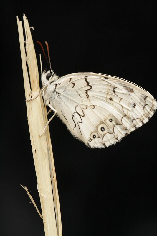 צילום: דנה  עטיה