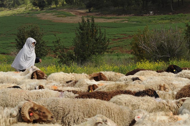 צילום: לאה מזרחי