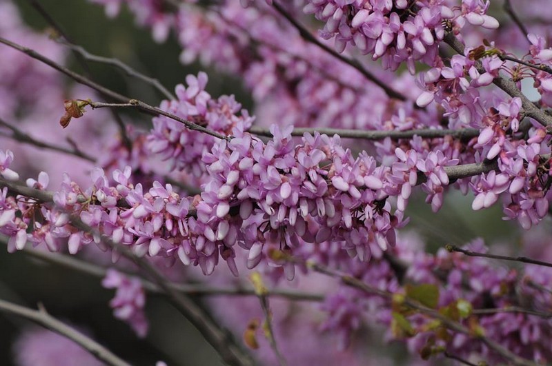 צילום: לאה מזרחי