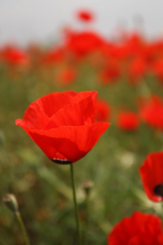 צילום: ליאת בבקוף