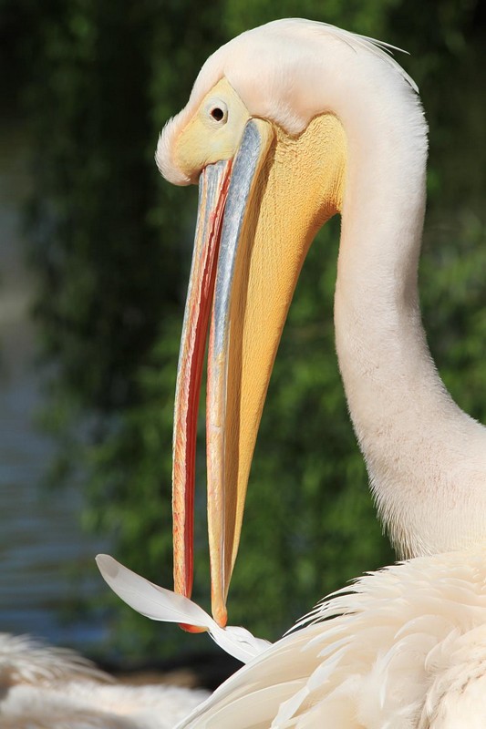 צילום: עידית לפיד