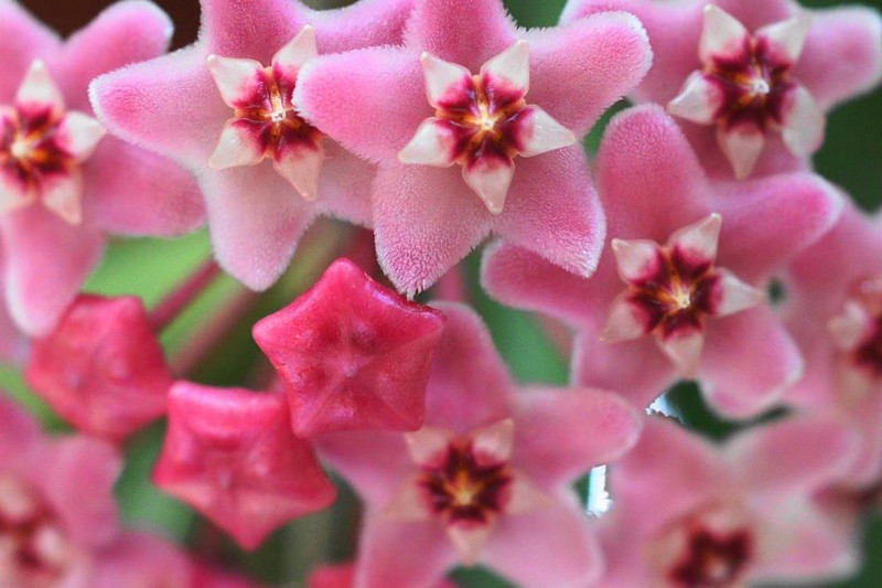 כוכבים בגינתי