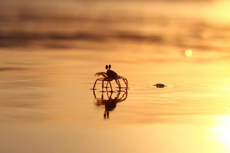 קטן, שקוף זהוב ורץ מהר