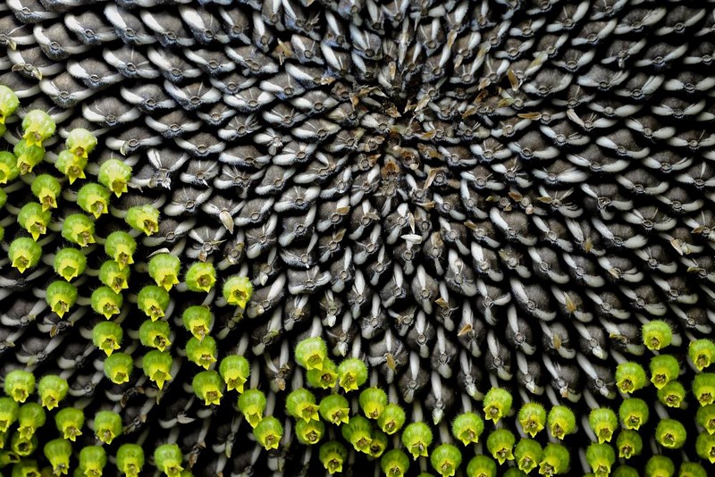 שליטה גרעינית