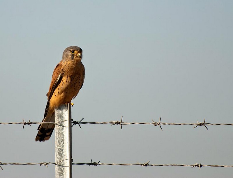 זהירות זה דוקר