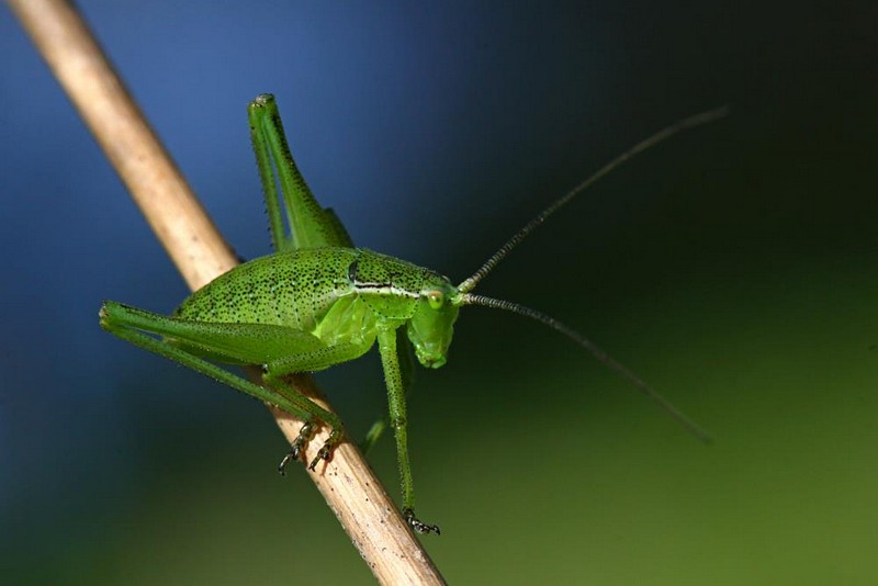 יוליאוס הדוגמן הירקרק 