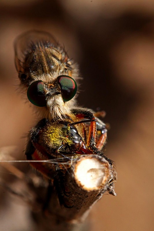 רצח בעיניים