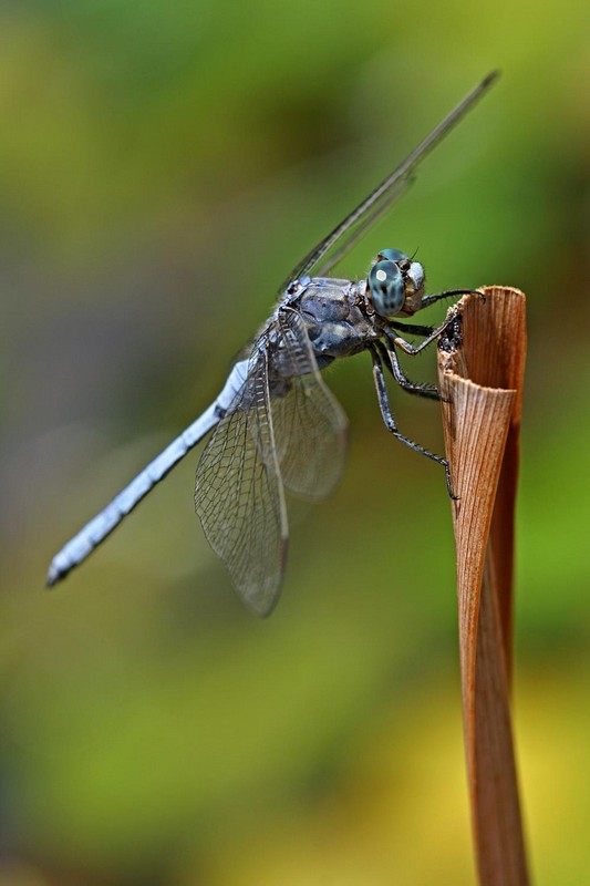 חניה למטוס בתכלת